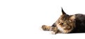 Maine Coon cat lies on a white background Royalty Free Stock Photo