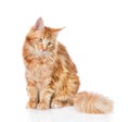 Maine coon cat looking away. Isolated on white background Royalty Free Stock Photo