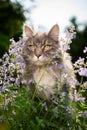 maine coon cat looking at blossoming catnip plant outdoors in nature Royalty Free Stock Photo