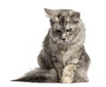 Maine Coon cat looking down isolated on white Royalty Free Stock Photo