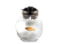 Cat looking in fish bowl on white background Royalty Free Stock Photo