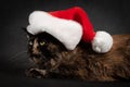 Maine coon cat looking sideways in santa hat Royalty Free Stock Photo