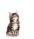 Maine coon cat looking up. isolated on white background Royalty Free Stock Photo