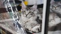 Maine coon cat relaxing in cage at cat show Royalty Free Stock Photo