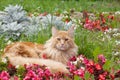 Maine Coon cat lying on flowerbed