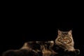 Maine Coon Cat Lying, Looking in Camera, Isolated Black Background Royalty Free Stock Photo