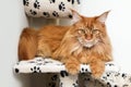 Maine Coon cat is lying on the play house Royalty Free Stock Photo