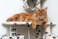 Maine Coon cat is lying on the play house Royalty Free Stock Photo