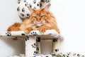 Maine Coon cat is lying on the play house Royalty Free Stock Photo