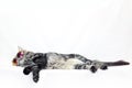 Maine Coon cat lying in sunglasses close up on white background Royalty Free Stock Photo