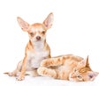 Maine coon cat lying with tiny chihuahua puppy. isolated on white