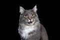 Maine coon cat meowing on black background Royalty Free Stock Photo