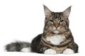 Maine Coon cat, 9 months old Royalty Free Stock Photo