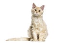 Maine Coon cat, 6 months old, sitting against white background Royalty Free Stock Photo