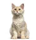 Maine Coon cat, 6 months old, sitting against white background Royalty Free Stock Photo