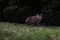 Maine Coon cat. Night portrait of a cat on the grass in the night garden. Moonlight, semi-darkness, dark background Royalty Free Stock Photo