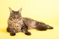 Maine coon cat on pastel yellow Royalty Free Stock Photo