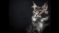 Maine coon cat photo close up. Maine coon cat with yellow eyes. Ai generated