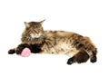 Maine coon cat with pink wool ball Royalty Free Stock Photo