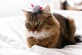 Maine coon cat playing with mouse toy on white bed in sunny stylish room. Cute cat with green eyes lying and playing with with