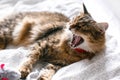 Maine coon cat playing with mouse toy and yawning on white bed in sunny stylish room. Cute cat with green eyes lying and playing
