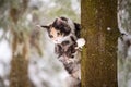 Maine Coon cat polychrome climbs a tree in winter in snowy forest