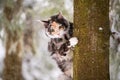 Maine Coon cat polychrome climbs a tree in winter in snowy forest