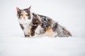 Maine Coon cat polychrome sits on the snow in forest in winte