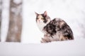 Maine Coon cat polychrome climbs a tree in winter in snowy forest