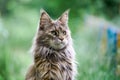 Maine coon cat portrait in garden Royalty Free Stock Photo