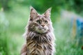 Maine coon cat portrait in garden Royalty Free Stock Photo