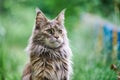 Maine coon cat portrait in garden Royalty Free Stock Photo