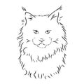 Maine coon cat portrait. Hand drawn  illustration. Can be used separately from your design Royalty Free Stock Photo