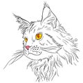 Maine coon