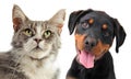 Maine coon cat and puppy rottweiler