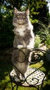 Maine coon cat rearing up on garden chair Royalty Free Stock Photo