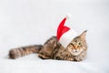 Maine Coon cat in a red Christmas hat lying on a light fluffy blanket Royalty Free Stock Photo