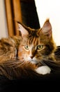 Maine Coon cat of red color, with fluffy red hair, on a black background. Maine Coon kitten who is 2 months old Royalty Free Stock Photo