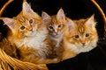 Maine Coon cat of red color, with fluffy red hair, on a black background. Maine Coon kitten who is 2 months old Royalty Free Stock Photo