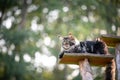 Maine coon cat resting on natural scratching post tree plank Royalty Free Stock Photo