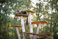 Maine coon cat resting on natural scratching post tree plank Royalty Free Stock Photo