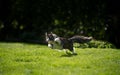 maine coon cat running on grass outdoors hunting Royalty Free Stock Photo