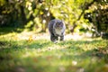 Maine coon cat running on grass in sunny garden Royalty Free Stock Photo