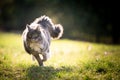 Maine coon cat running on sunny meadow with copy space Royalty Free Stock Photo