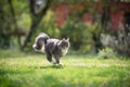 maine coon cat running on sunny meadow outdoors Royalty Free Stock Photo