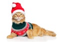 Maine-Coon cat in Santa clothes and red hat Royalty Free Stock Photo