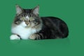 Maine coon cat serious and majestic tabby of gray, black, white long-haired, is lying on a green background Royalty Free Stock Photo