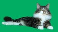 Maine coon cat serious and majestic tabby of gray, black, white long-haired, is lying on a green background