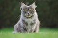 Maine Coon Cat Sits on the Lawn