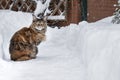 Maine Coon cat sits on snowy path, copy space.